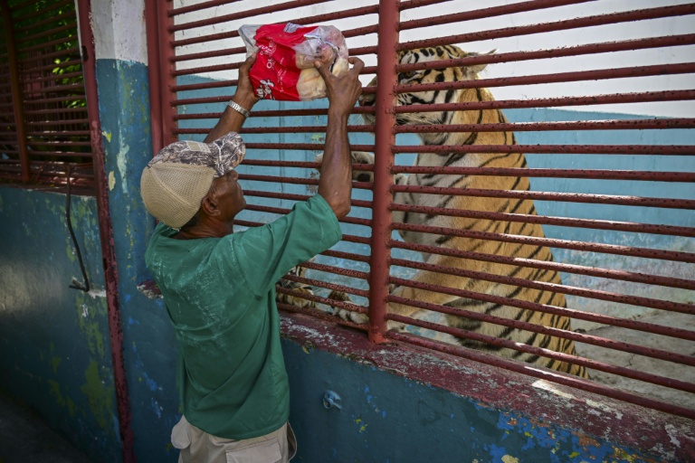 Un soigneur montre un poulet dans son emballage à un tigre du Zoo national de La Havane, le 15 septembre 2026 à Cuba