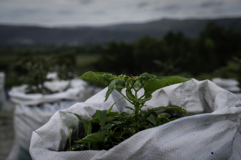 Des plantations à Inye, dans la commune de N'sele, près de Kinshasa, le 7 novembre 2025, en République démocratique du Congo