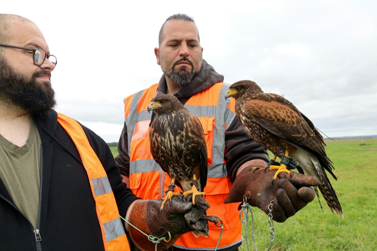 Des buses sont perchées sur les bras de leurs fauconniers, le 13 octobre 2025 à l'aéroport de Beauvais, dans l'Oise