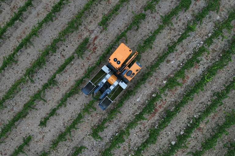 Alain Gleyzes, viticulteur à La Palme (Aude), a commencé à récolter un raisin muscat petit grain le 30 juillet 2026