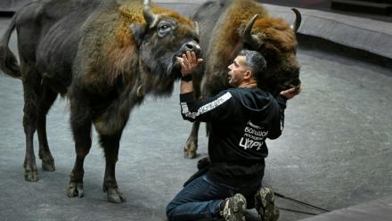 Le dresseur français lors d'une séance de travail avec des bisons d'Europe au Grand cirque de Moscou, le 1er octobre 2026