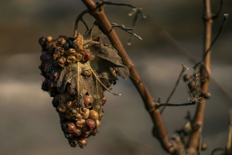 Une grappe de raisin flétrie provenant d'un vignoble après qu'une zone eut été touchée par un incendie de forêt à Tournissan, dans le massif des Corbières, le 7 août 2025