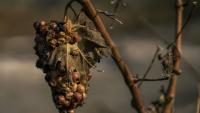 Une grappe de raisin flétrie provenant d'un vignoble après qu'une zone eut été touchée par un incendie de forêt à Tournissan, dans le massif des Corbières, le 7 août 2025