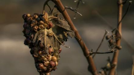 Une grappe de raisin flétrie provenant d'un vignoble après qu'une zone eut été touchée par un incendie de forêt à Tournissan, dans le massif des Corbières, le 7 août 2025