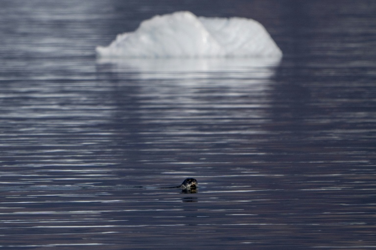 Un phoque du Groenland nage entre les icebergs dans le fjord Scoresby au large de la côte d'Ittoqqortoormiit, le 15 août 2023