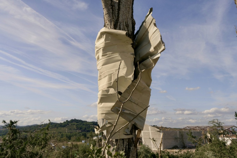 Une plaque de tôle enroulée autour du tronc d'un arbre après le passage d'une tornade, à Pomas, dans l'Aude, le 25 août 2026