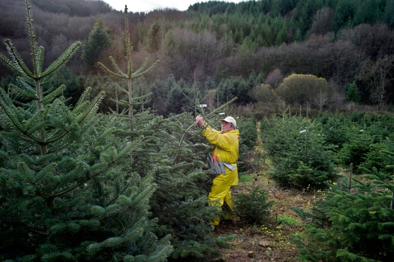 Dernières expéditions de sapins de Noël avant les fêtes, le 05 décembre 2011 à Planchez dans la Nièvre