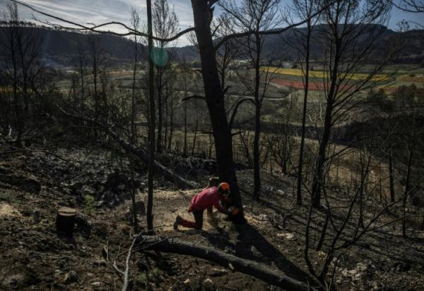 Un agent de l'ONF coupe des arbres tombés dans une zone forestière détruite par les incendies, à Coustouge, dans l'Aude, le 19 novembre 2025