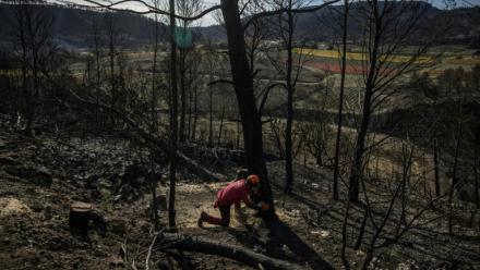 Un agent de l'ONF coupe des arbres tombés dans une zone forestière détruite par les incendies, à Coustouge, dans l'Aude, le 19 novembre 2025
