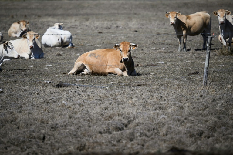 Des vaches dans un pré desséché, à Bouin (Vendée), le 3 septembre 2026