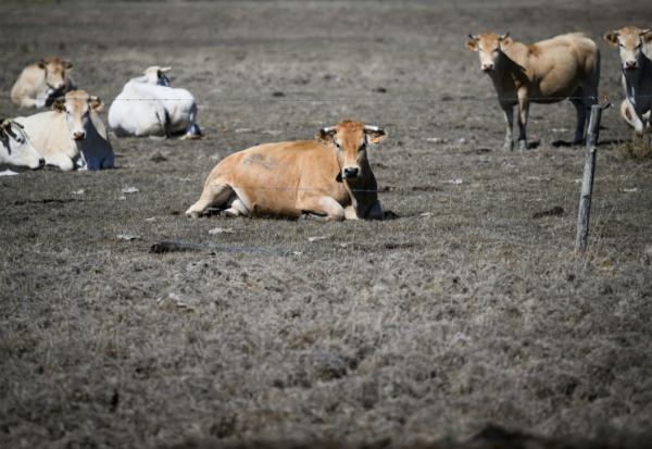 Des vaches dans un pré desséché, à Bouin (Vendée), le 3 septembre 2026