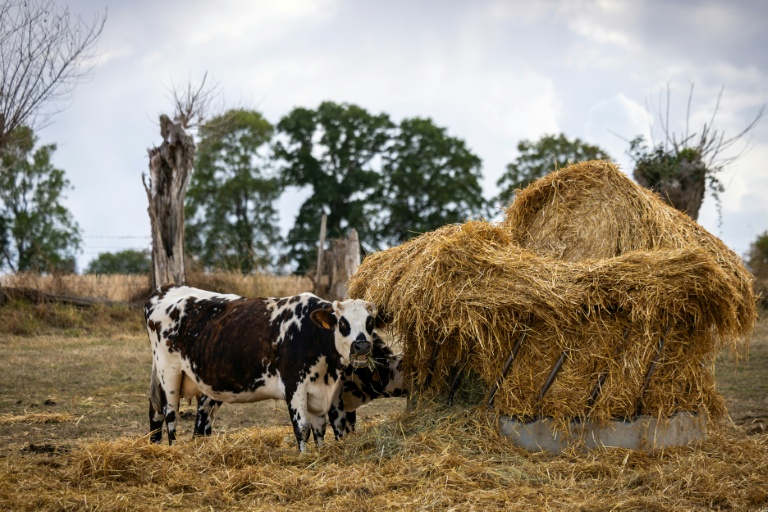 Les agriculteurs ont déjà dû puiser dans leurs fourrages pour nourrir les bêtes dès  la fin de l'été, pour compenser le manque d'herbe, à Heudreville-en-Lieuvin (Eure), le 21 août 2026