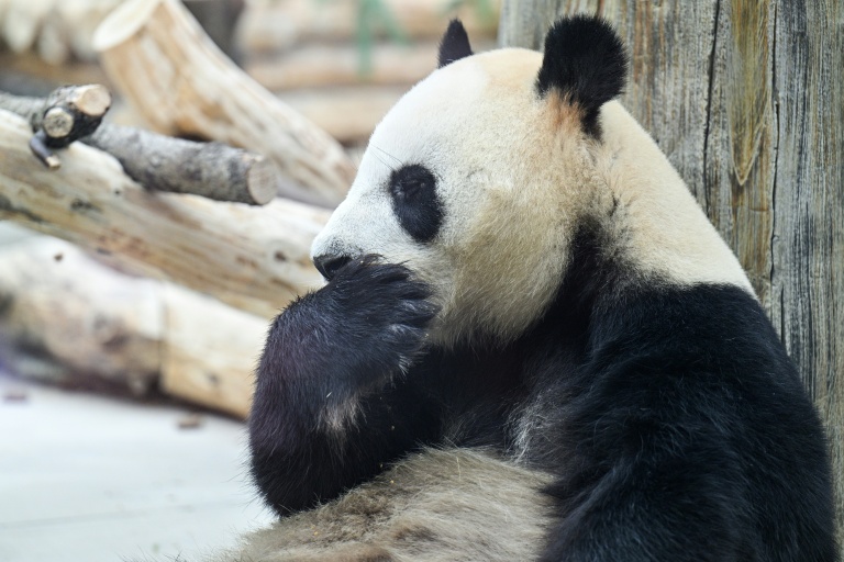 Un panda à la Base de recherche sur l'élevage des pandas géants, le 28 juin 2026 à Chengdu, dans la province chinoise du Sichuan  
