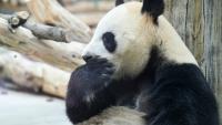 Un panda à la Base de recherche sur l'élevage des pandas géants, le 28 juin 2026 à Chengdu, dans la province chinoise du Sichuan  
