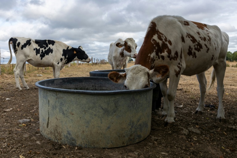 Un troupeau de vaches s'abreuve à Saint Pierre-des-Ifs (Calvados), le 18 août 2026 