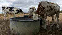 Un troupeau de vaches s'abreuve à Saint Pierre-des-Ifs (Calvados), le 18 août 2026 