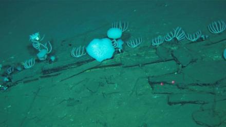 Photo prise par "Global TREnD, IDSSE" et diffusée le 10 juin 2026 montrant le plus grand cimetière de baleines connu au monde, découvert par le submersible chinois Fendouzhe, à sept kilomètres de profondeur dans l'océan Indien 
