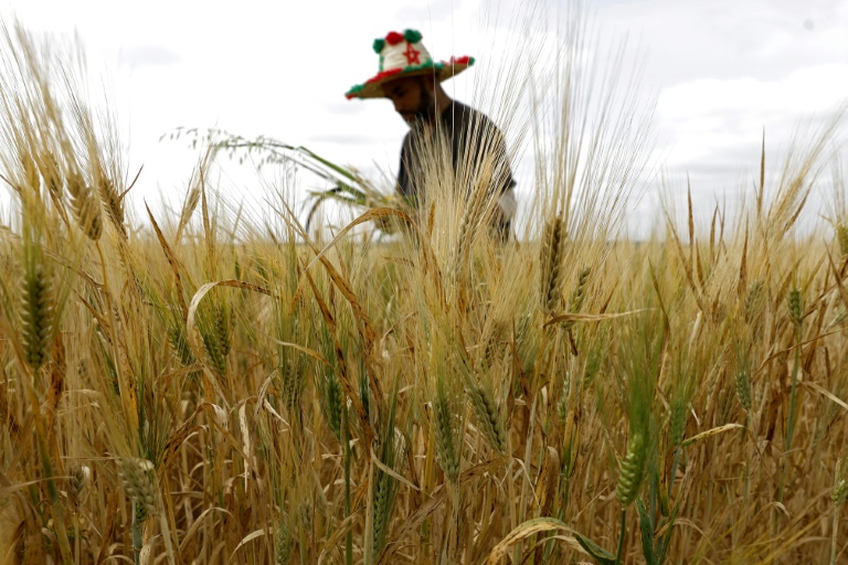Un agriculteur travaille dans son champ de blé dans la région de Sebt Meghchouch, au Maroc, le 28 avril 2026