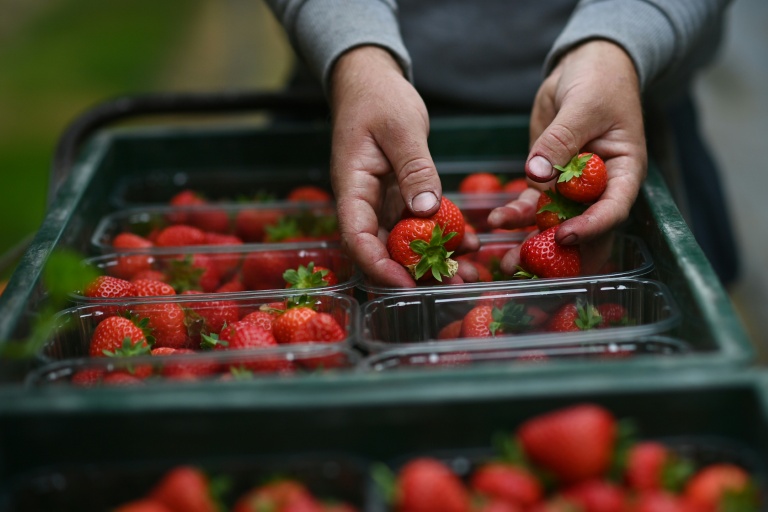 Un travailleur saisonnier récolte des fraises dans une ferme près de Maidstone dans le Kent (sud-est de l'Angleterre), le 21 juin 2021