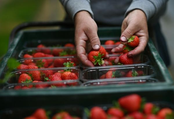 Un travailleur saisonnier récolte des fraises dans une ferme près de Maidstone dans le Kent (sud-est de l'Angleterre), le 21 juin 2021