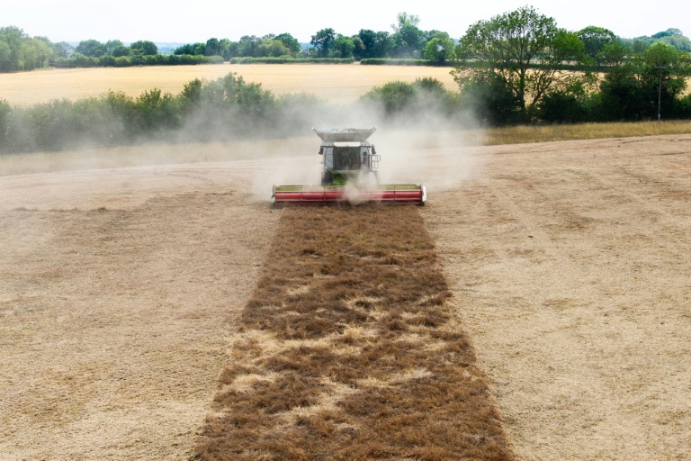 Photo aérienne d'une moisonneuse-batteuse dans un champ de l'Est de l'Angleterre bruni par la sécheresse, dans la ferme de Shimpling park à Bury St Edmunds, le 4 août 2026