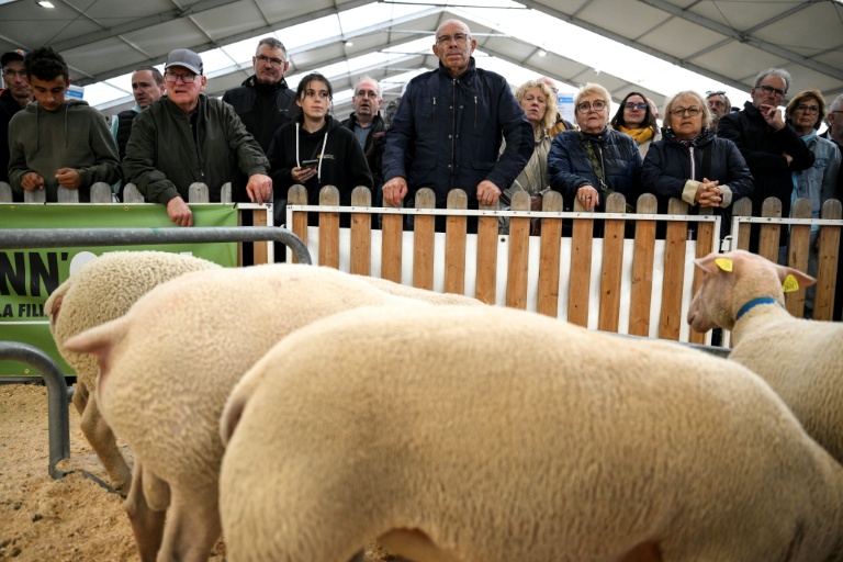 Des visiteurs observent les moutons au Sommet de l'élevage à Cournon-d'Auvergne, le 8 octobre 2026 dans le Puy-de-Dôme