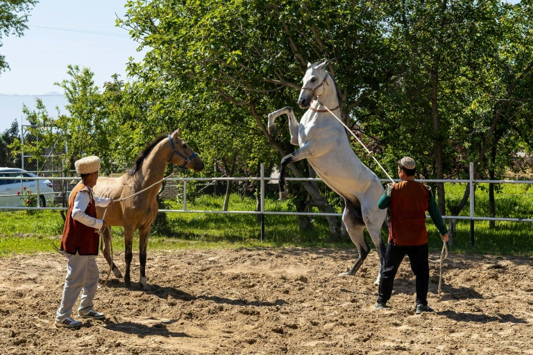 Des chevaux Akhal-Teke dans un manège d'élevage privé d'Akhal-Teke, près de Geokdepe, à l'extérieur d'Achgabat, le 24 avril 2026 au Turkménistan
