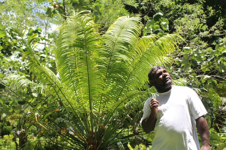 Le chef coutumier Bill Tavue devant un namele, le 1er février 2026 dans son village de Matantas, dans la zone protégée de Vatthe, sur l'île d'Espiritu Santo, au Vanuatu