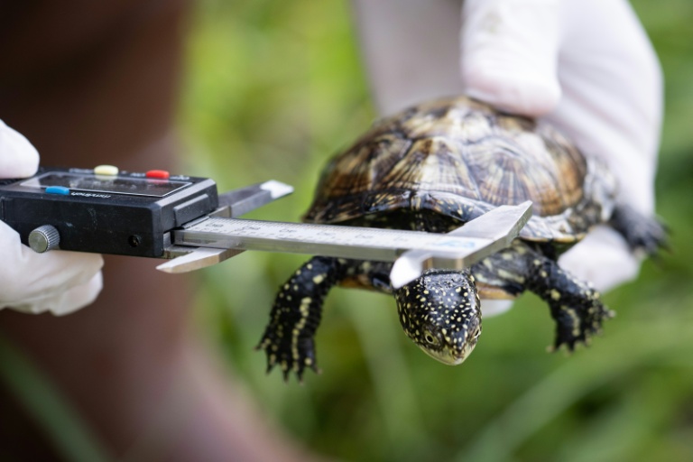 Un membre du zoo de Mulhouse mesure une cistude d'Europe élevée en captivité avant de la relâcher aux abords du Rhin, le 8 octobre 2025 à à Neuburg am Rhein, dans l'Ouest de l'Allemagne 