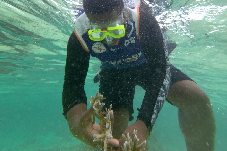 Un plongeur récolte du corail en bonne santé, destiné à être planté au sein du parc de biodiversité marine de Naidiri, une aire marine protégée, près de Nadi, le 5 octobre 2026 aux Fidji