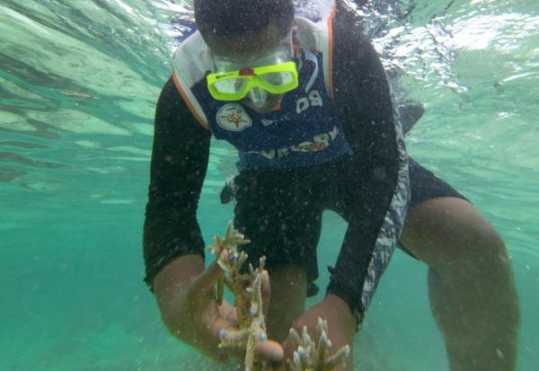 Un plongeur récolte du corail en bonne santé, destiné à être planté au sein du parc de biodiversité marine de Naidiri, une aire marine protégée, près de Nadi, le 5 octobre 2026 aux Fidji