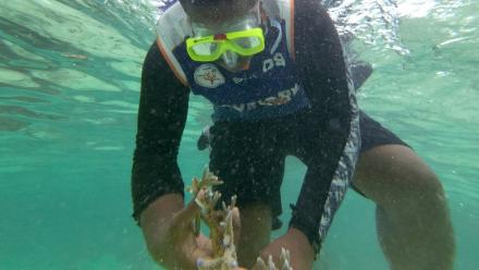 Un plongeur récolte du corail en bonne santé, destiné à être planté au sein du parc de biodiversité marine de Naidiri, une aire marine protégée, près de Nadi, le 5 octobre 2026 aux Fidji