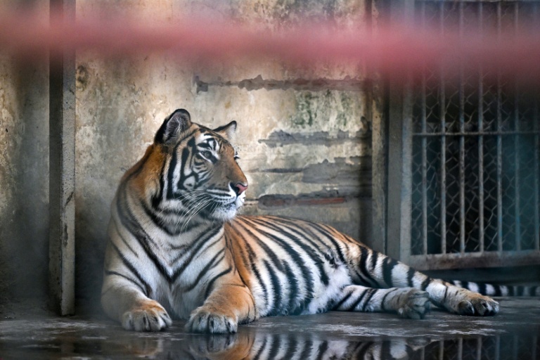 Un tigre du Bengale dans son enclos du zoo national de Dacca, le 7 avril 2026 au Bangladesh