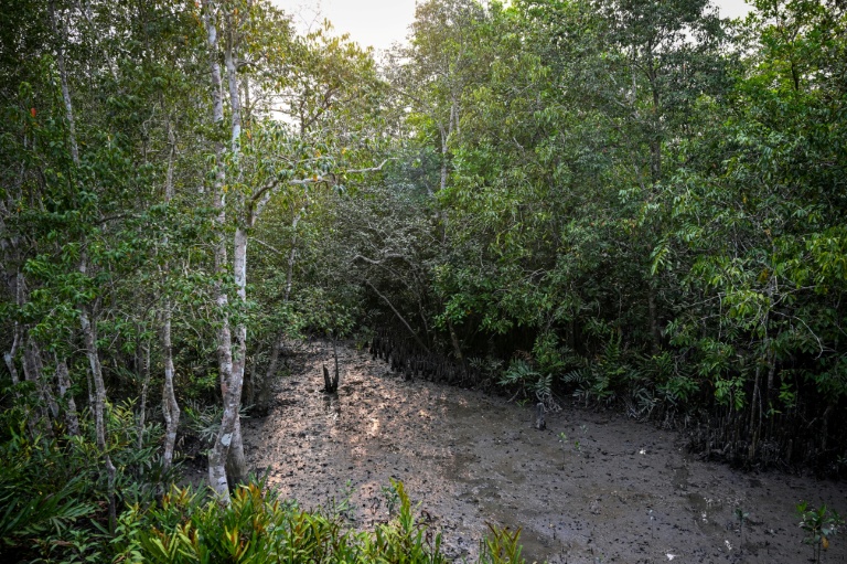 Une forêt marécageuse au cœur des Sundarbans, à Dacope, au Bangladesh, le 30 mars 2026 où la densité du terrain de mangroves et la boue rendent la chasse difficile pour les tigres du Bengale