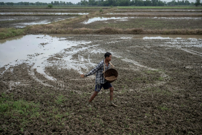 Un agriculteur sème du riz dans un champ du canton de Kawhmu, en périphérie de Rangoun, le 25 mai 2026 en Birmanie