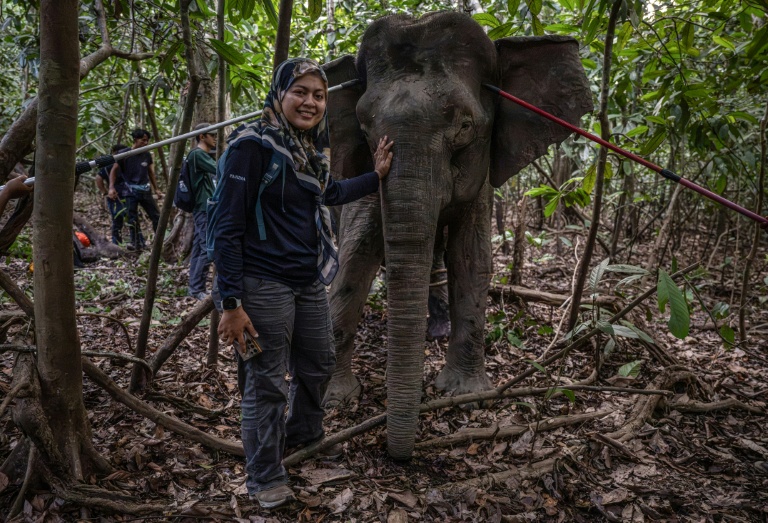 La scientifique Farina Othman à côté d'une éléphante de Bornéo après une opération de pose de colliers GPS dans la jungle de Bornéo, à Sukau, dans l'Etat de Sabah, le 24 août 2026 en Malaisie
