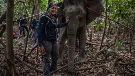 La scientifique Farina Othman à côté d'une éléphante de Bornéo après une opération de pose de colliers GPS dans la jungle de Bornéo, à Sukau, dans l'Etat de Sabah, le 24 août 2026 en Malaisie

