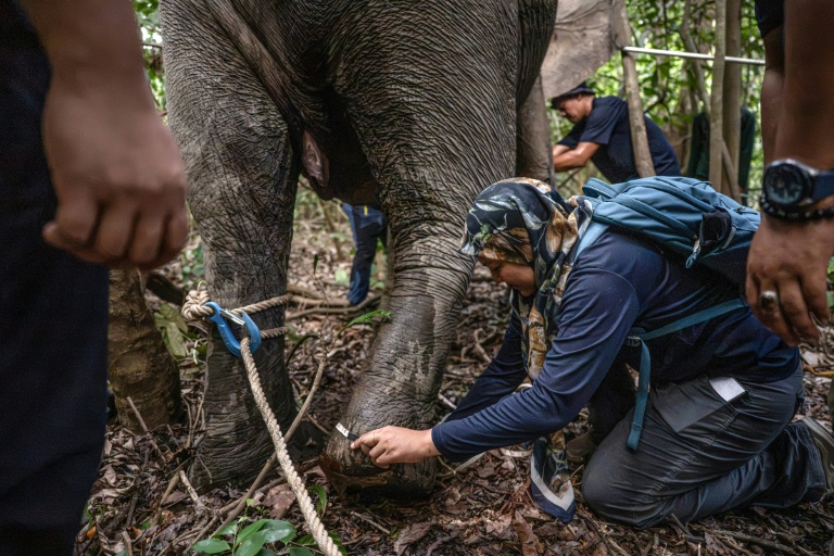 La scientifique Farina Othman mesure la patte d'une éléphante lors d'une opération de pose de colliers GPS dans la jungle de Bornéo, à Sukau, dans l'Etat de Sabah, le 24 août 2026 en Malaisie