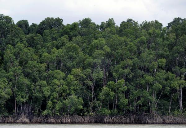 La forêt amazonienne près de Belém, dans l’État du Pará, au Brésil, le 13 novembre 2025