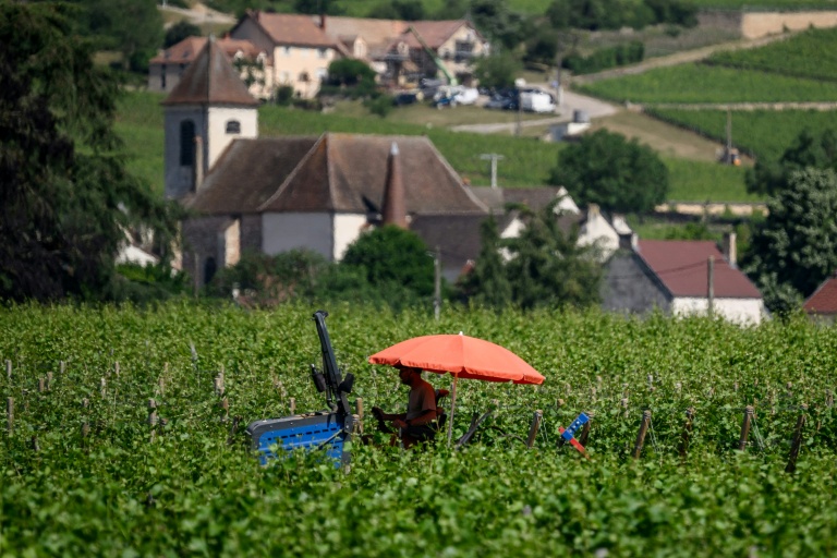 Un vigneron protégé du soleil sous un parasol travaille dans les vignes de Bourgogne, à Gevrey-Chambertin, le 28 mai 2026 en Côte d'Or, pendant une vague de chaleur en France