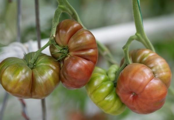 Tomates ou pommes en souffrance, prairies grillées, ponte au ralenti: l'agriculture paye un lourd tribut aux canicules et à la sécheresse