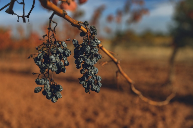 Des raisins desséchés par la sécheresse dans un vignoble à Douzens (Aude), le 10 novembre 2025