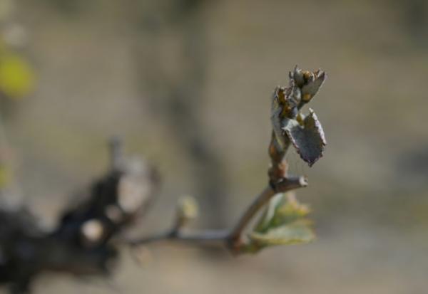 Un bourgeon de vigne touché par un épisode de gel tardif le 9 avril 2021 à Parcay-Meslay, dans le centre de la France