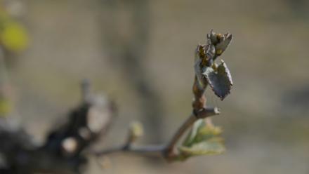 Un bourgeon de vigne touché par un épisode de gel tardif le 9 avril 2021 à Parcay-Meslay, dans le centre de la France