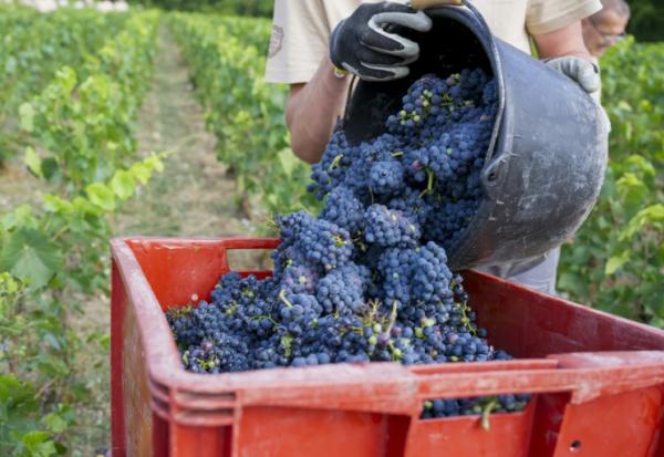 Vendanges au domaine de la maison de champagne Bollinger à Avenay-Val-d'Or (Marne), le 18 août 2026
