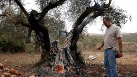 Un Palestinien regarde un olivier incendié près de Ramallah, en Cisjordanie, le 16 octobre 2026