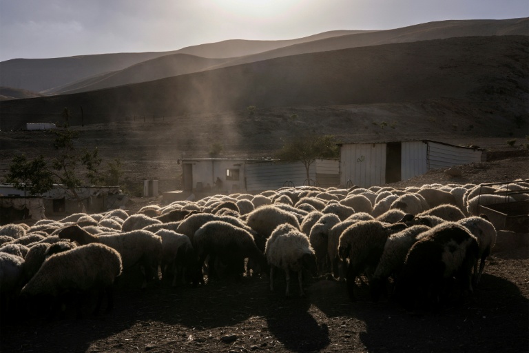 Un troupeau de moutons à Ras Ein al-Auja, dans la vallée du Jourdain, en Cisjordanie occupée, le 30 septembre 2025 