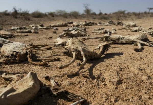 Des carcasses de chèvres dans le nord-est du Kenya, frappé par la sécheresse, le 21 janvier 2026