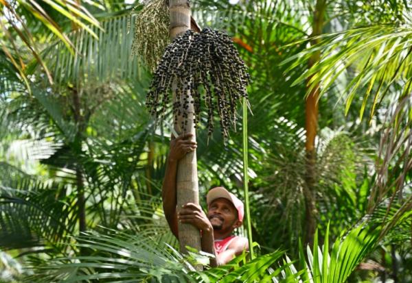 Jose Santos Diogo récolte des baies d'açaï, à  Abaetetuba, dans l'Etat du Para, au Brésil , le 4 août 2023