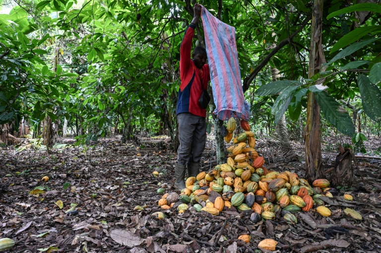 Cabaosses de cacao traitées dans une plantation du village d' Hermankono le 14 novembre 2023 en Côte d'Ivoire.
